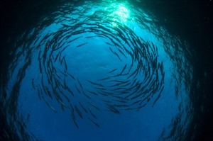 School of Barracuda