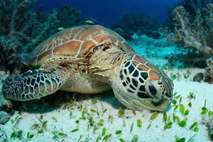 Sea Turtle