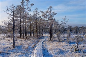 Winter walk