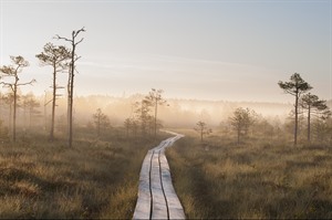 Bog walk