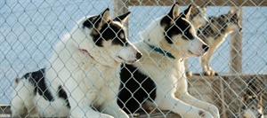 Dog Sledding in Bolterdalen 1