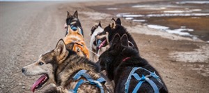 Dog Sledding on Wheels 1