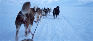 Dog Sledding Tour 1