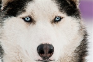 Ilulissat - Greenland Husky Feeding 1