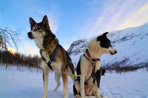 Huskies