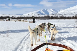 Tromso husky sledding