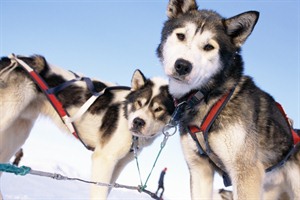 Ilulissat - Fjord Dog Sledging 1