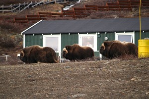 Kangerlussuaq Sightseeing Tour 1