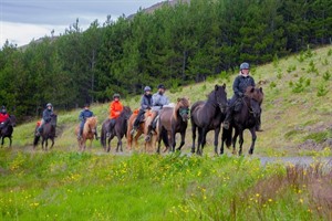 Iceland Lava Horse Riding Tour 2