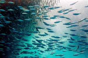 Sardine Run