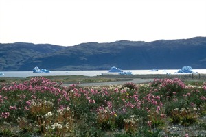 Narsarsuaq - Short Hike to the Ridge 1