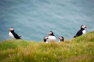 Puffins in Iceland