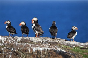 Puffins in Iceland