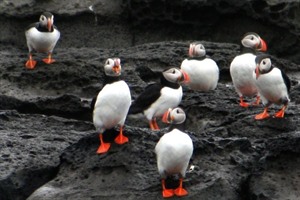 Puffins in Iceland