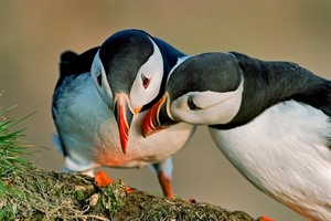 Puffins in Iceland