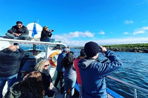 Puffin watching