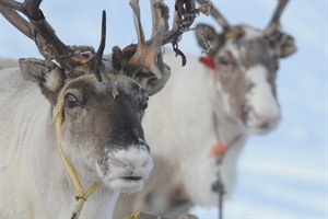 Reindeer