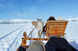 Reindeer sled ride