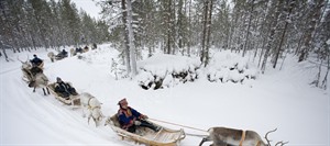 Reindeer Safari into the Deep Forest 1