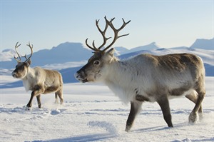 Sami Reindeer Camp Dinner 2