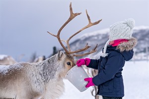 Sami Reindeer Feeding & Culture 2