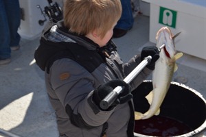 Catching a fish in Iceland