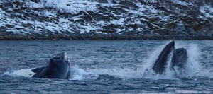 Feeding frenzy