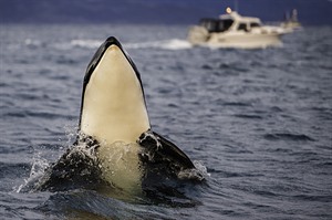 Orca calf