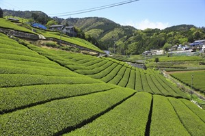 Tea Plantation in Uji
