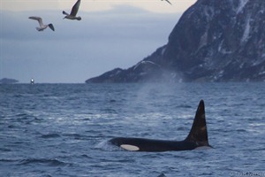 Orcas in Iceland