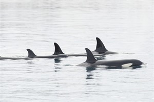 Orcas in Iceland