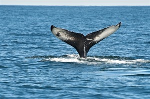 Whale and Killer Whale Safari 3