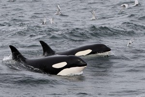 Orcas in Iceland
