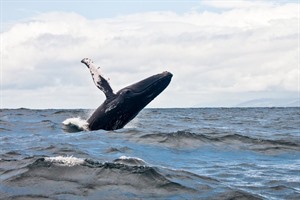 Whale Watching - Iceland