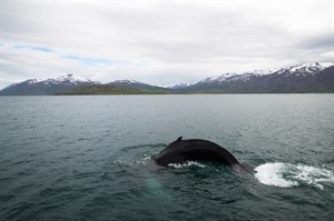 Whale Watching - Iceland