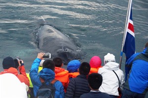 Whale Watching - Iceland