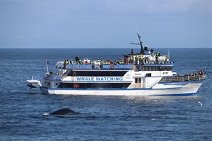 Whale Watching - Iceland