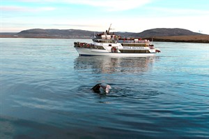 Whale Watching - Iceland