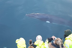 Whale Watching - Iceland