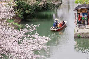 Yanagawa River Cruising