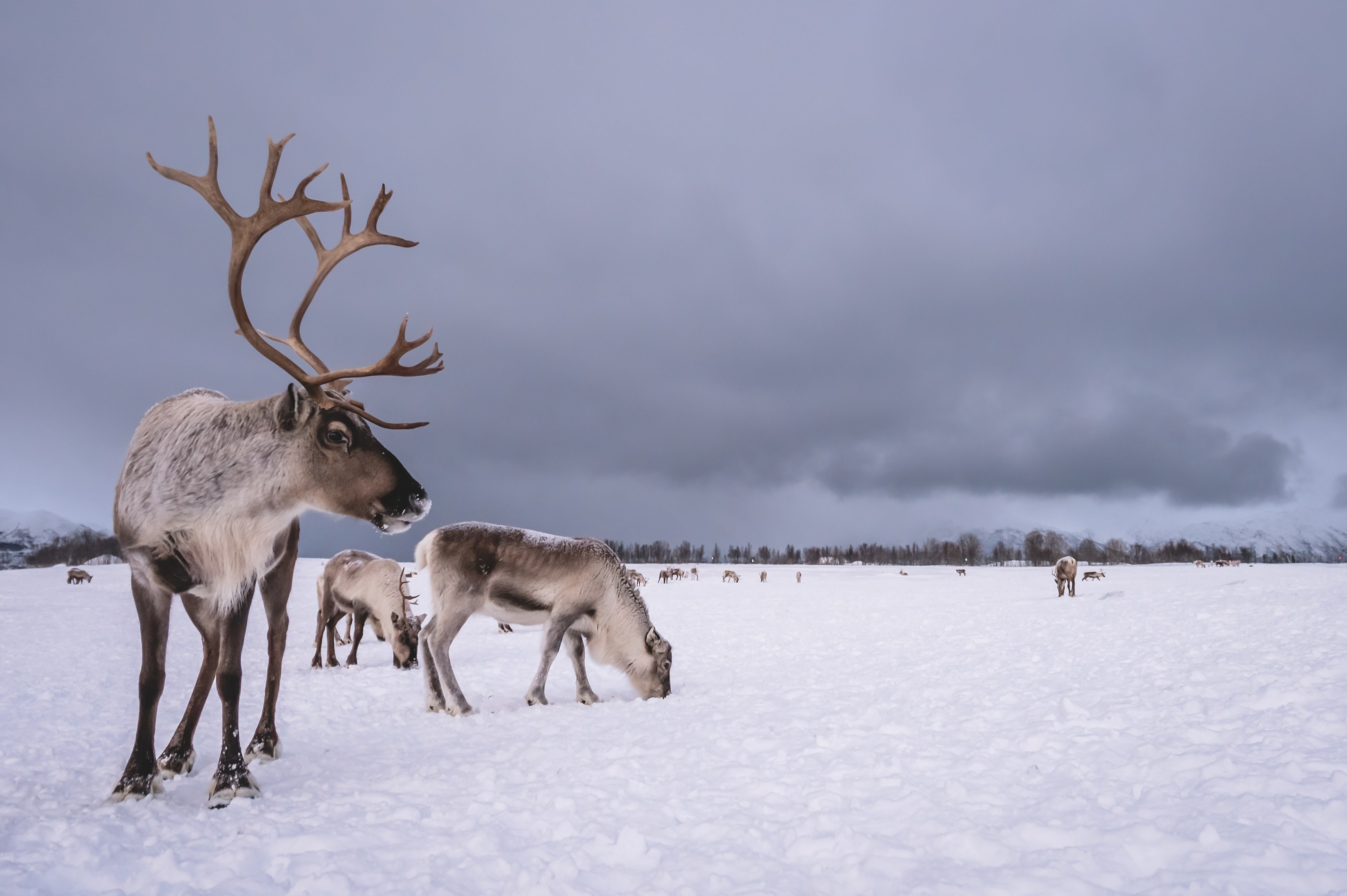 Sami Reindeer Feeding And Culture Regent Holidays