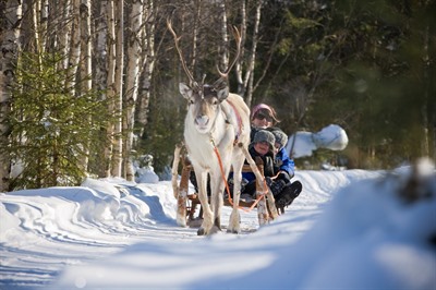 Along the reindeer path – 1 hour reindeer safari