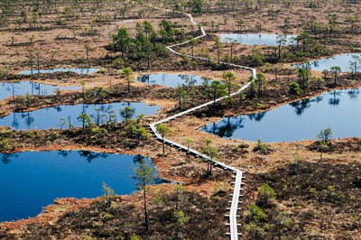 Bog Walking Excursion