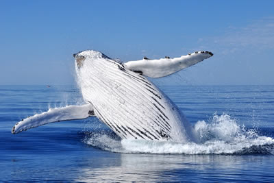 Ilulissat - Disko Bay Whale Safari