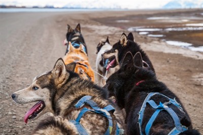 Dog Sledding on Wheels