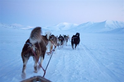 Dog Sledding Tour