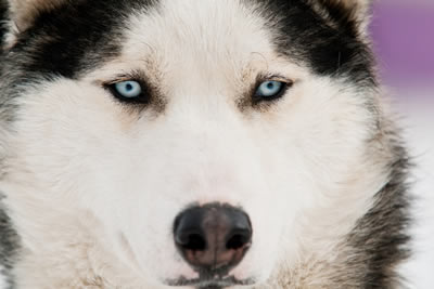 Ilulissat - Greenland Husky Feeding