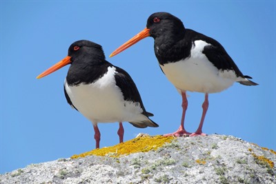 Guided Tour on Mykines