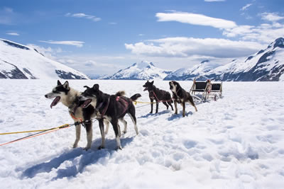 Husky safari for Nature lovers