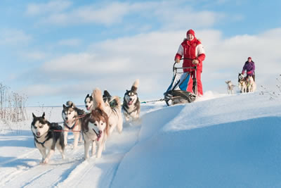 Husky safari into the forest